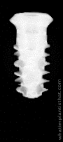 Radiograph of TLX SP WT