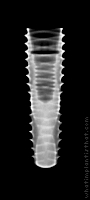 Radiograph of INNO Submerged