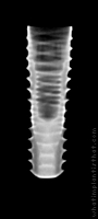 Radiograph of InNO Submerged