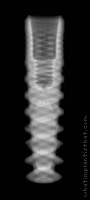 Radiograph of Naturactis