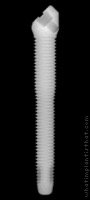 Radiograph of RX Inteiro Zigomatico CM