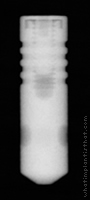 Radiograph of Sustain